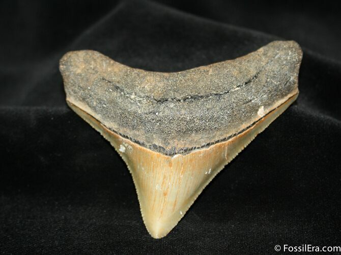 Inch Megalodon Posterior Tooth - Sharp #1184